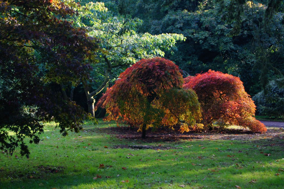 i liked the reds and browns in the trees