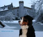 Djengo mijn Berner Blij , met de mooie sneeuw !!
