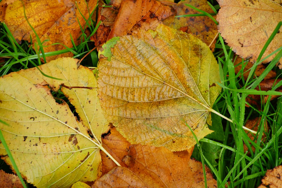 fallen leafs