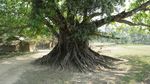 Gaint Tree