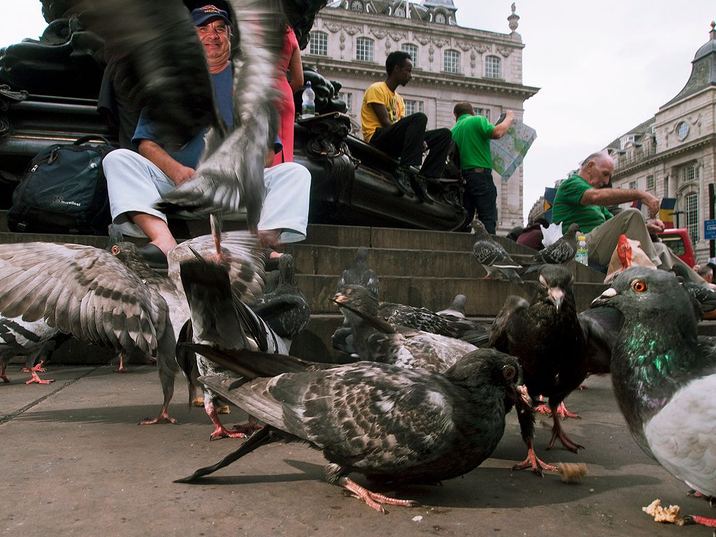 A man takes a moment from the busy London crowds to feed the birds