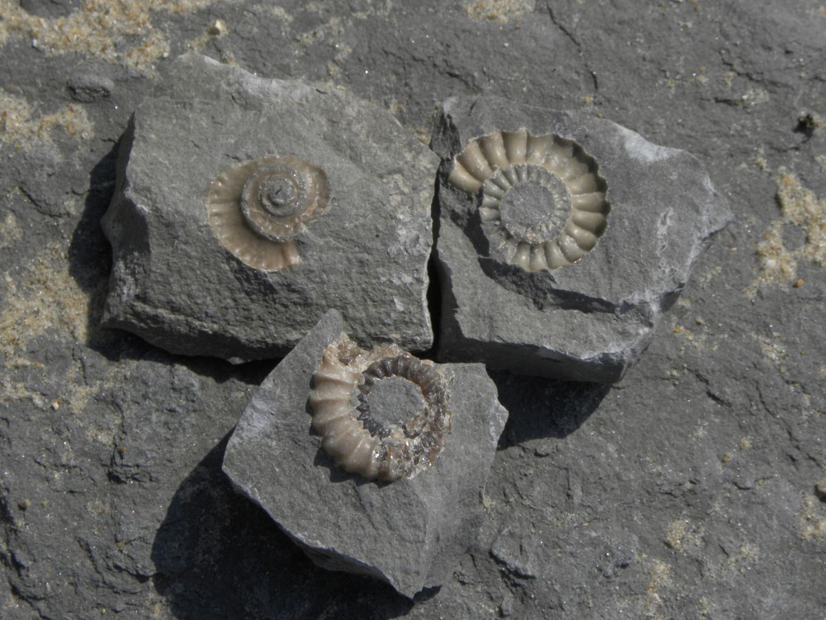 charmouth fossils dorset england