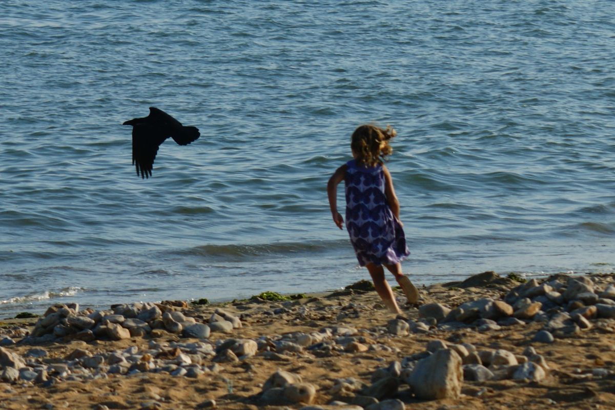 i took this one year on the beach she was runing after the crow