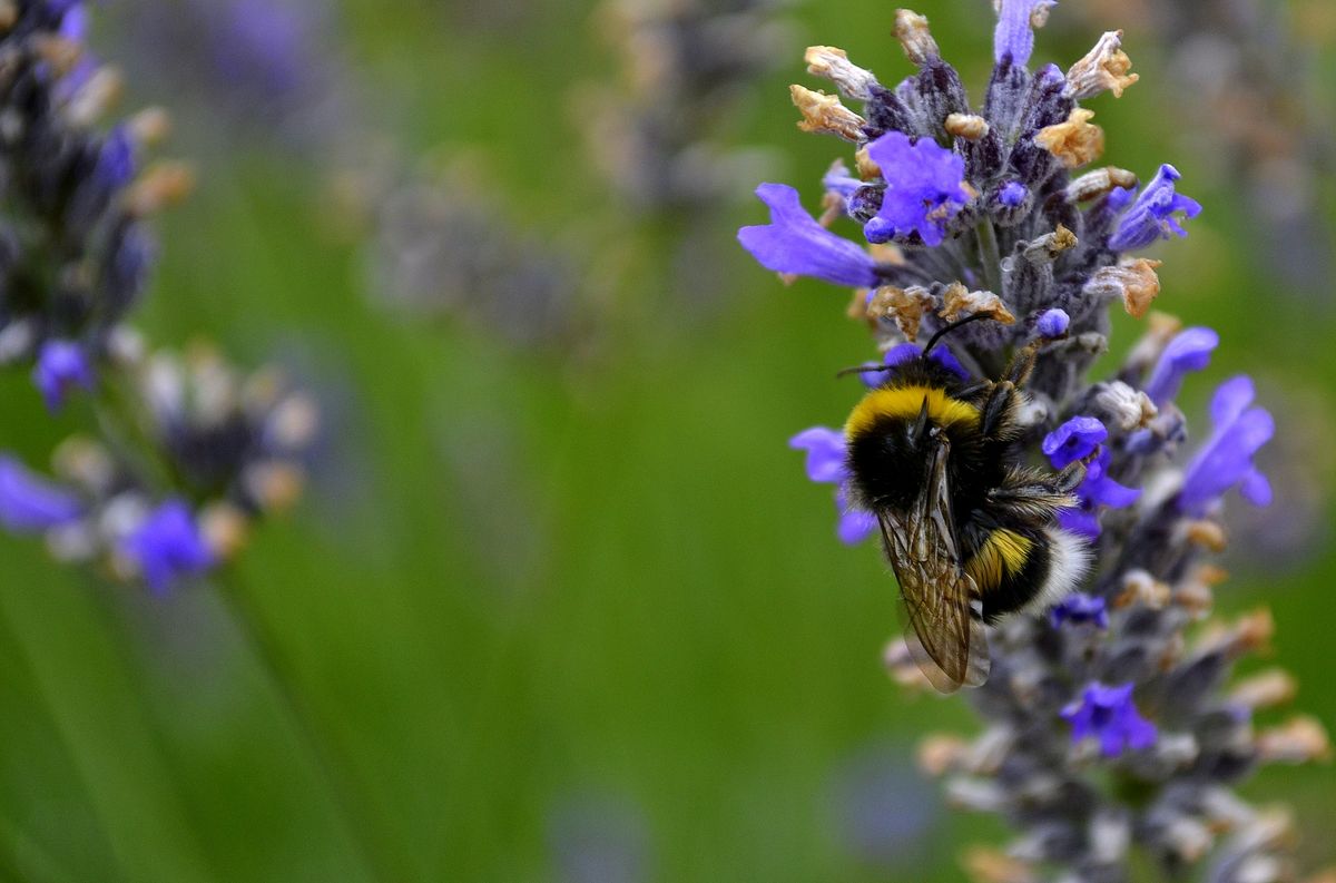 Abeille qui butine la lavande de mon jardin