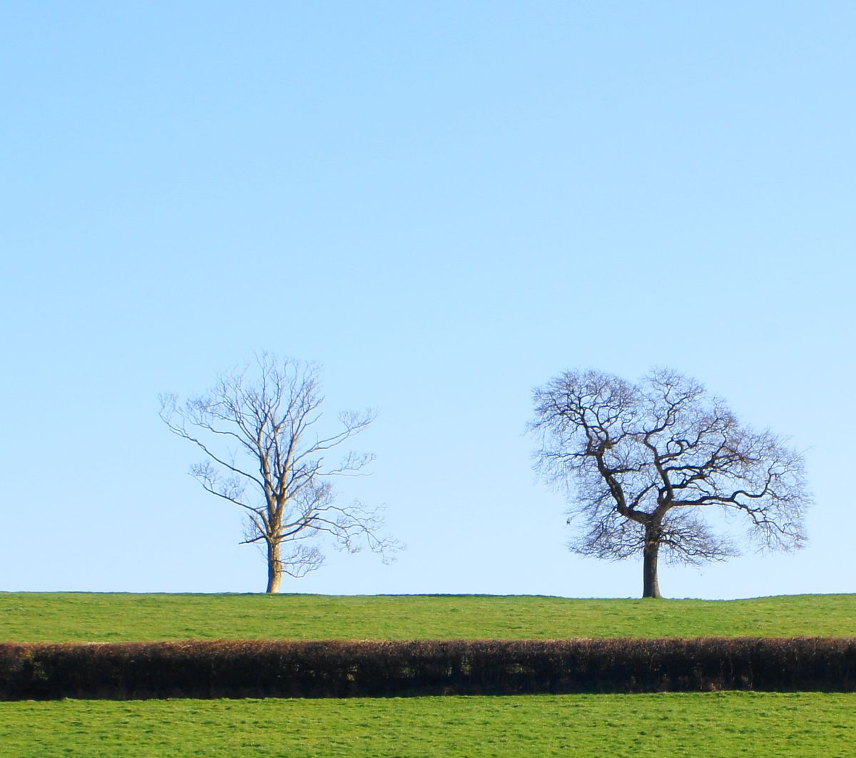 the trees look nice with the blue sky be hind them took feb 1 2012