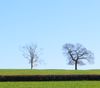 the trees look nice with the blue sky be hind them took feb 1 2012