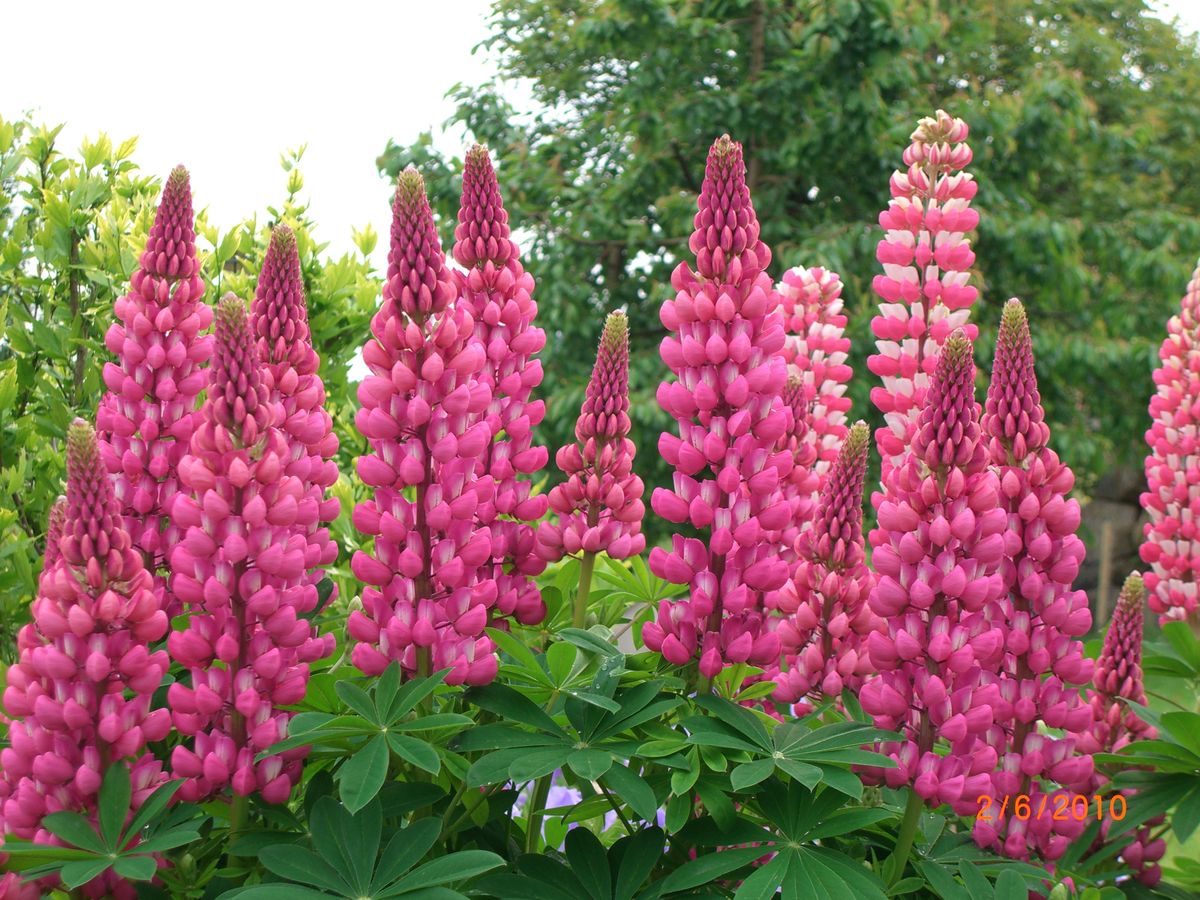 Lupine Parade