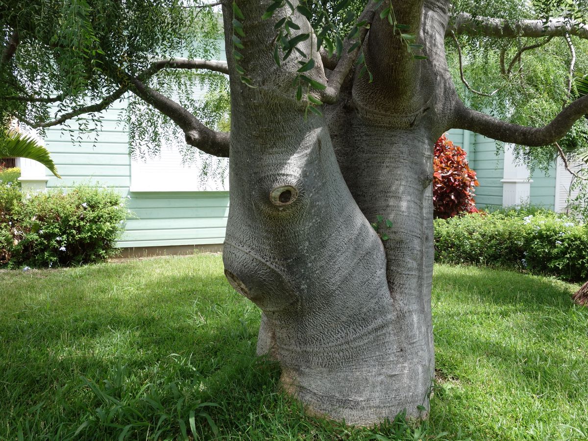 Baobab à la Réunion