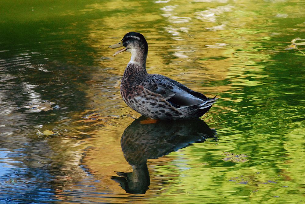 Duck in a lake