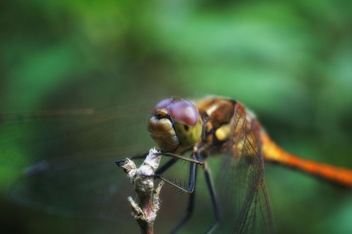 Dragonfly