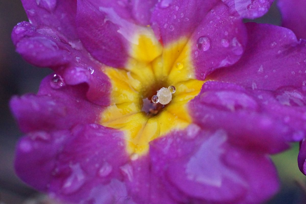 Frühlingsbote im Winter - Tau am Blütenstempel