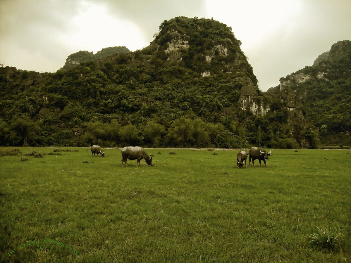 NinBin. Vietnam 2013