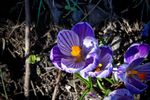 this is the first spring flower i have seen this year feb 2012