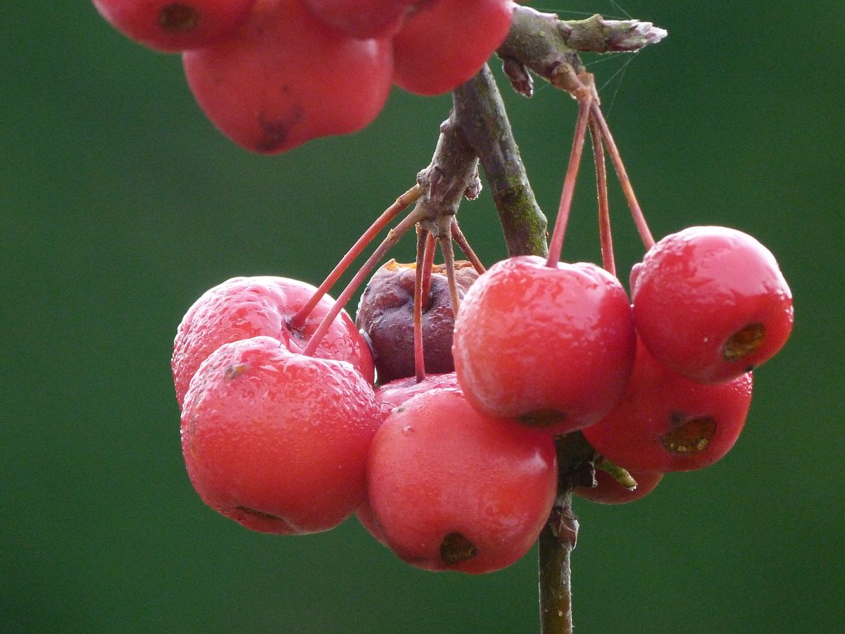 It was just beginning to rise above 0° when I saw these crabapples, bright red against the tall conifer hedge behind them. The  frost crystals had just melted and formed tiny droplets of ice-cold water all over each crabapple. 