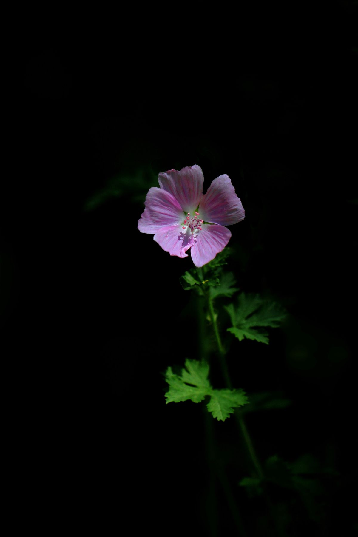 Fleur sauvage, dans la peine ombre, d'un sous-bois