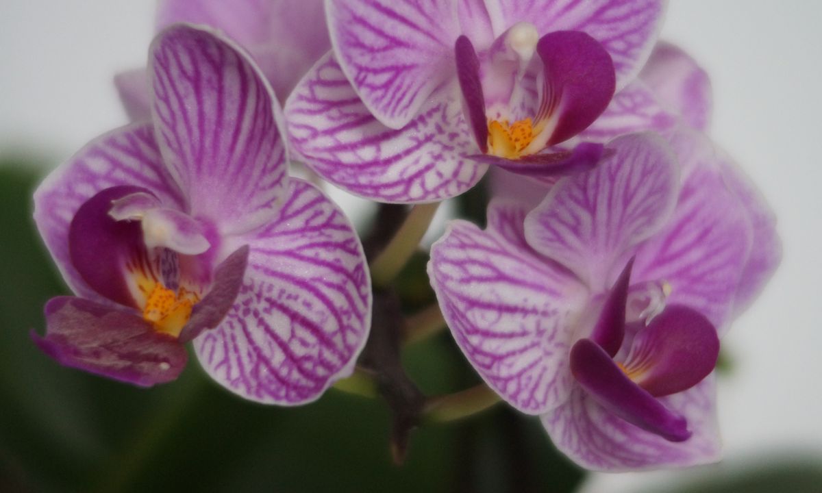 Orchids