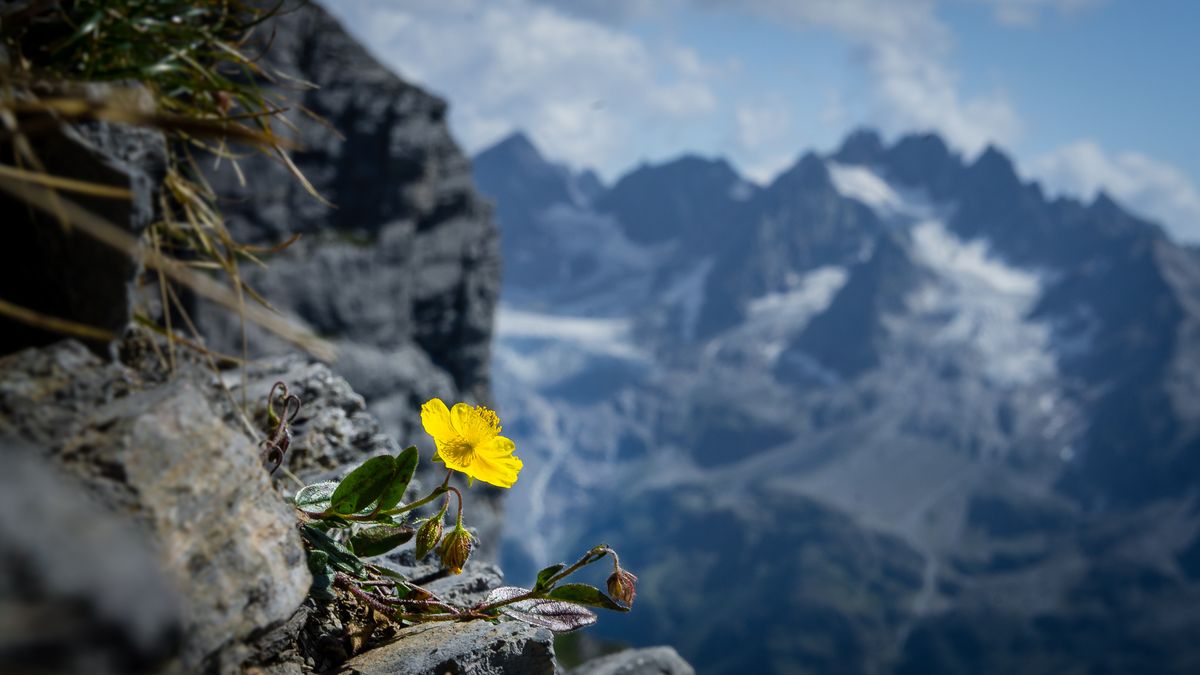 Angetroffen neben einem Klettersteig