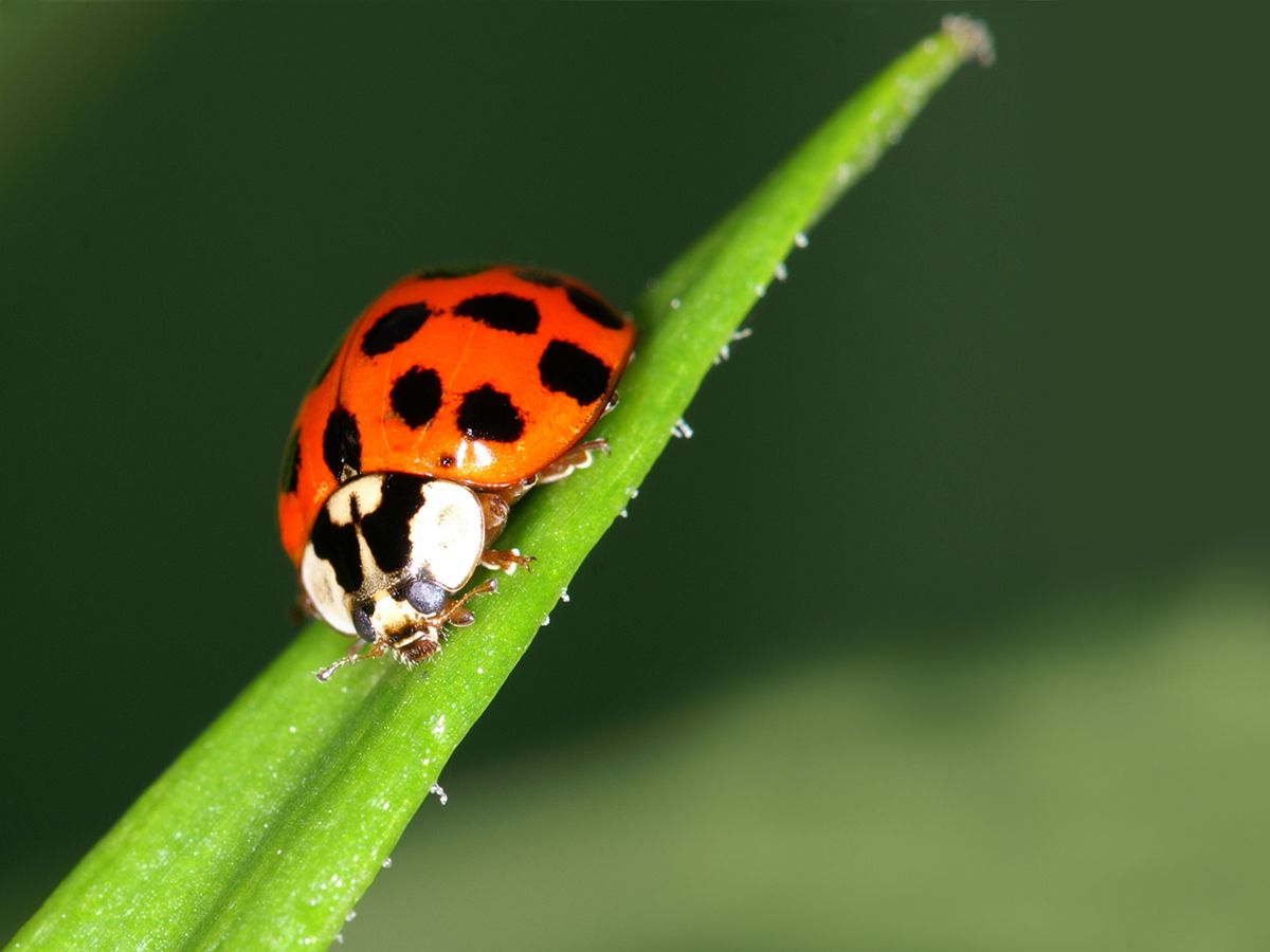 Marienkäfer auf Agavenblatt