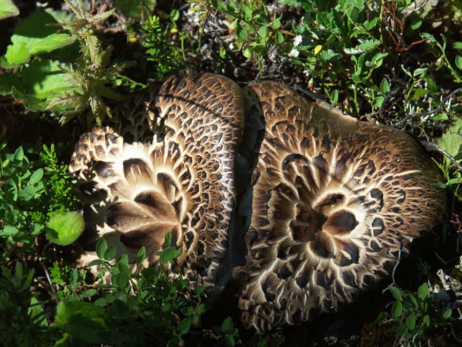 Duo de coeurs de champignons