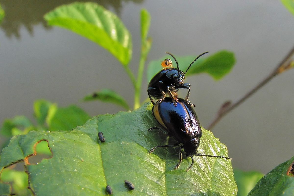 Stilvolles Ambiente, Herz in das Blatt genagt
