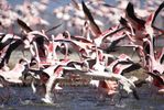 Flamingos flying at Lake Naivasha, Kenya