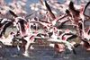 Flamingos flying at Lake Naivasha, Kenya