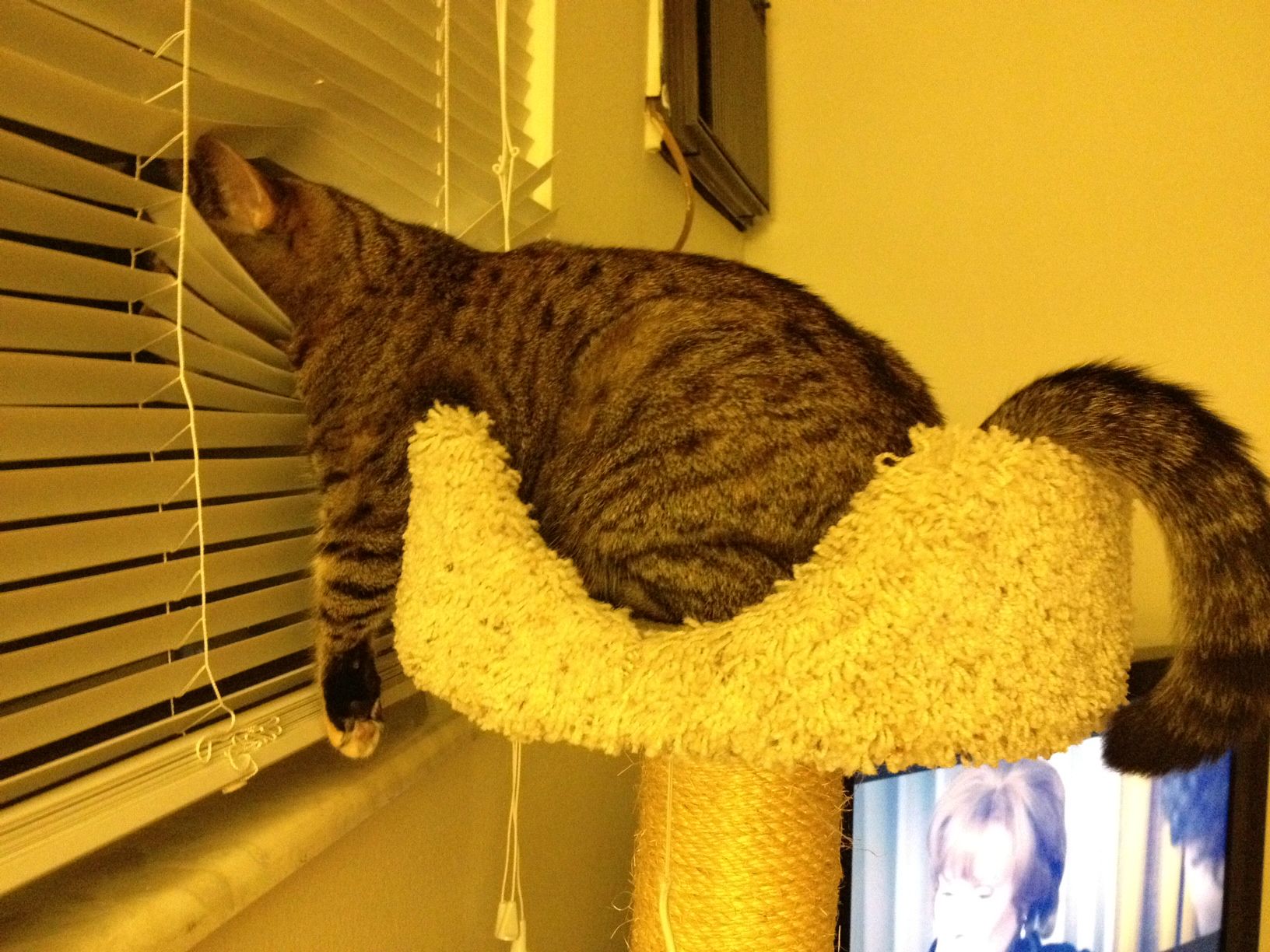 catwindowblind.jpg