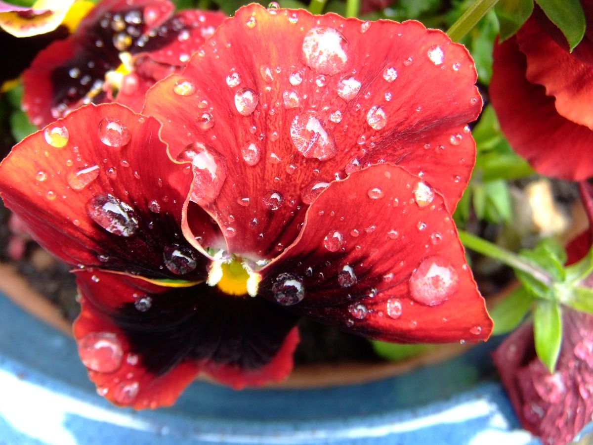 there was rain drops on the pansy