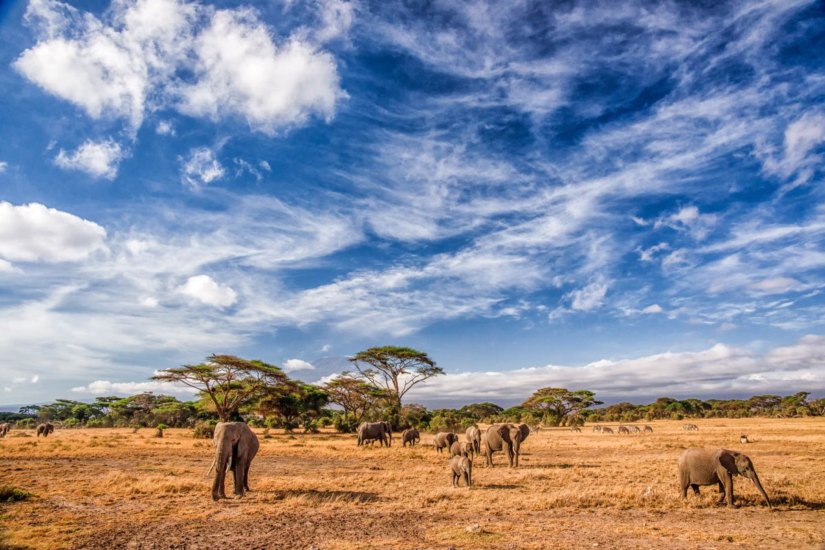 EARLY MORNING, AMBOSELI NATIONAL PARK