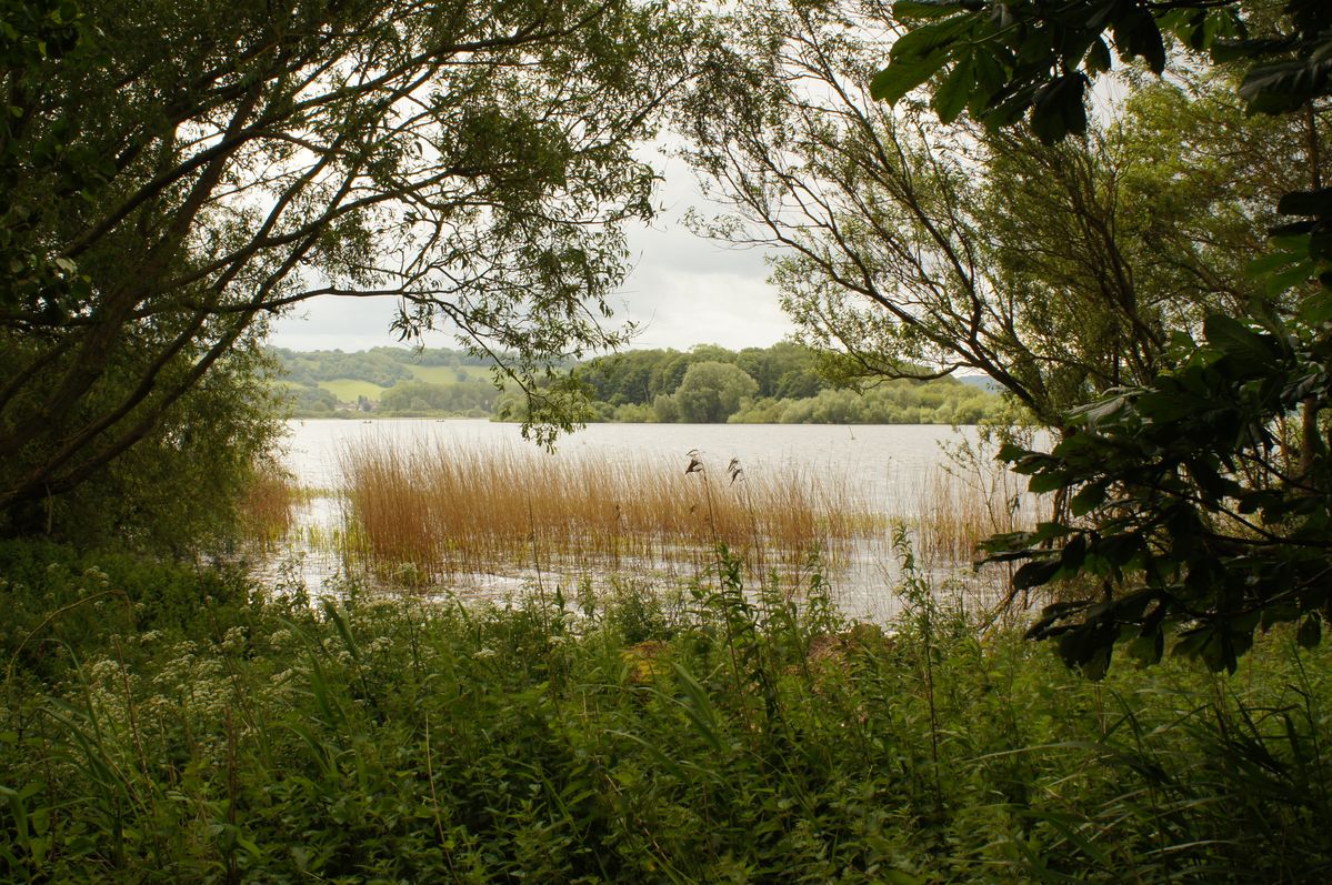 reeds in the lake