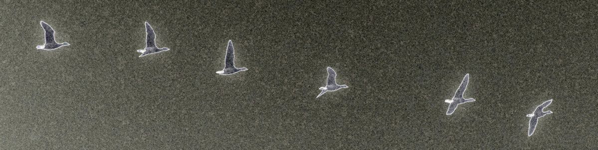 Caught in flight.  Geese over Pagham Harbour.  P Haines.