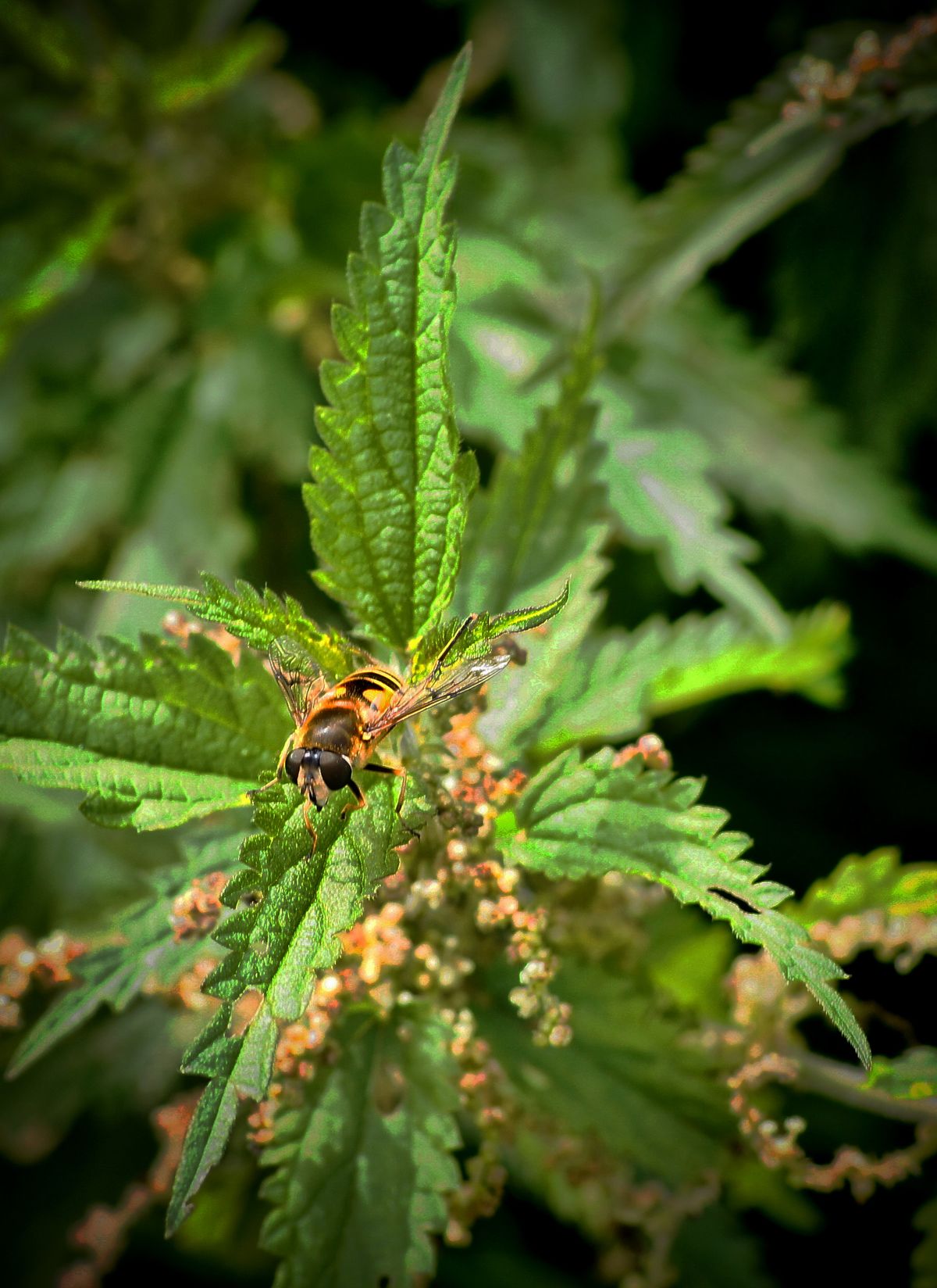 hover fly resting