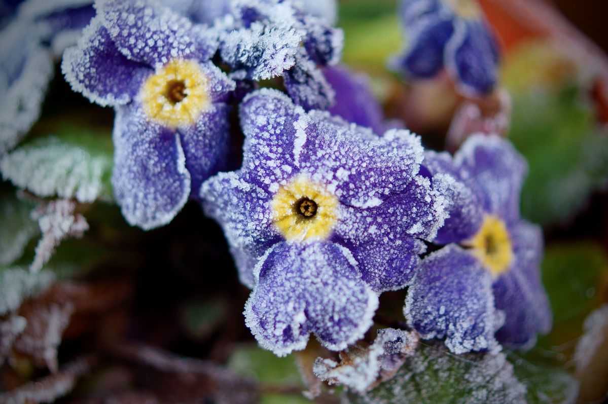 it was still flowering and coverd in frost