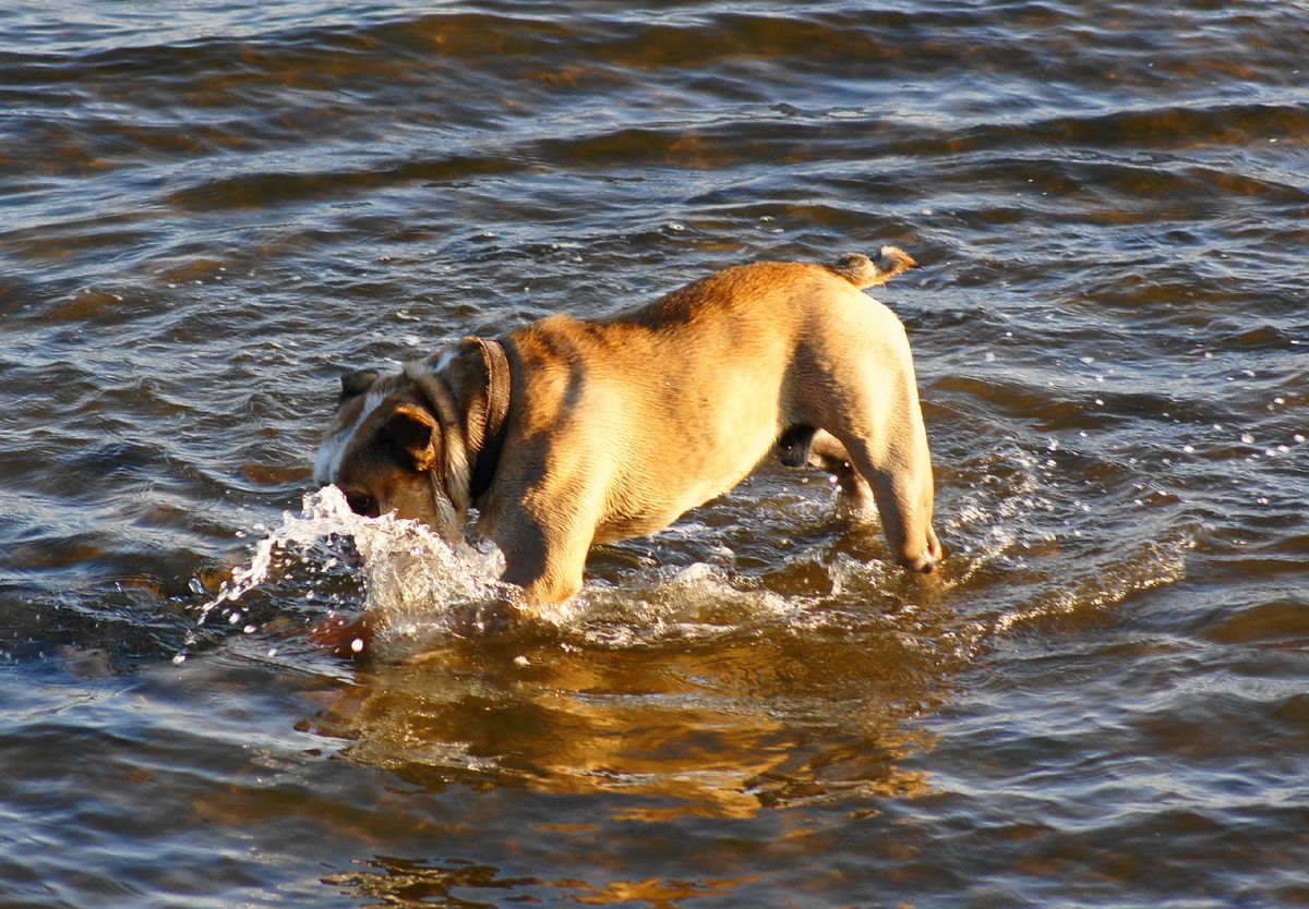 he love the sea.