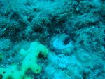 underwater octopus