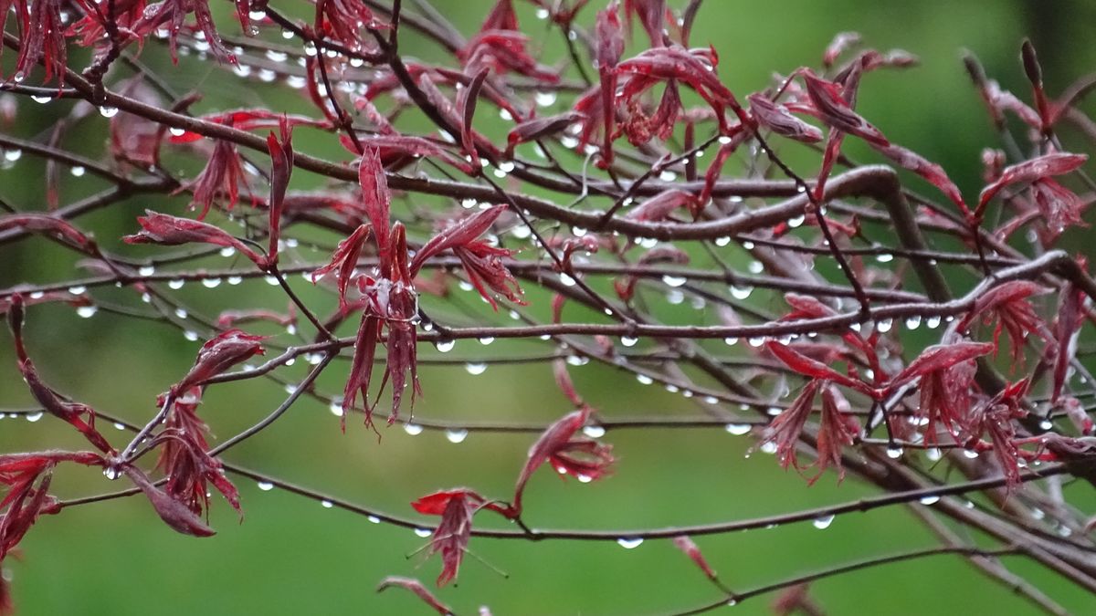 Après la pluie