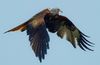 Wet Red Kite