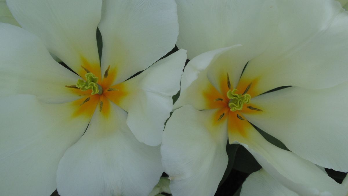 tulipes 