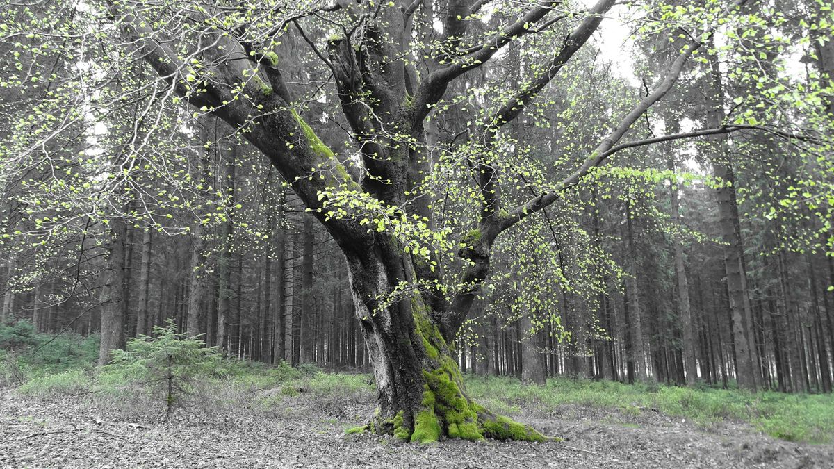 forêt couleur partielle