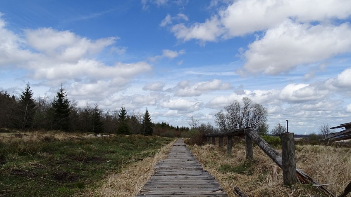 caillebotis dans le eifel  ( a botrange )