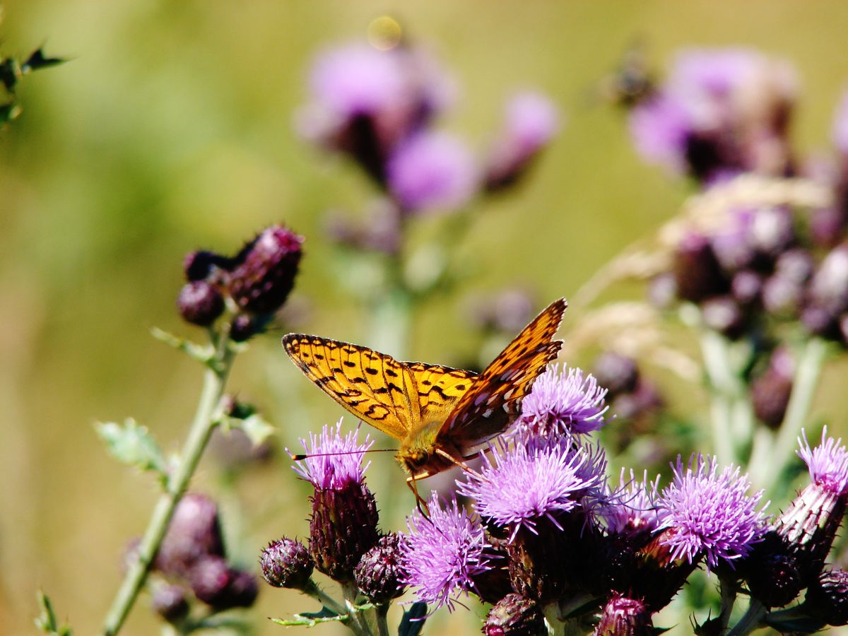 papillon et fleurs