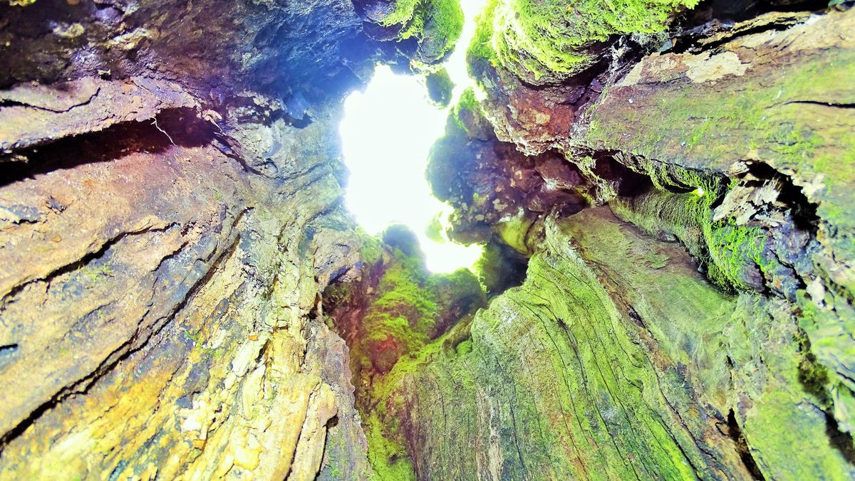 intérieur d'un arbre mort