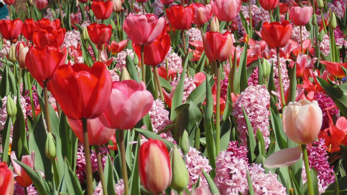 jardin keukenhof