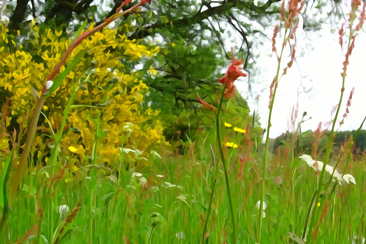 prairie aquarelle