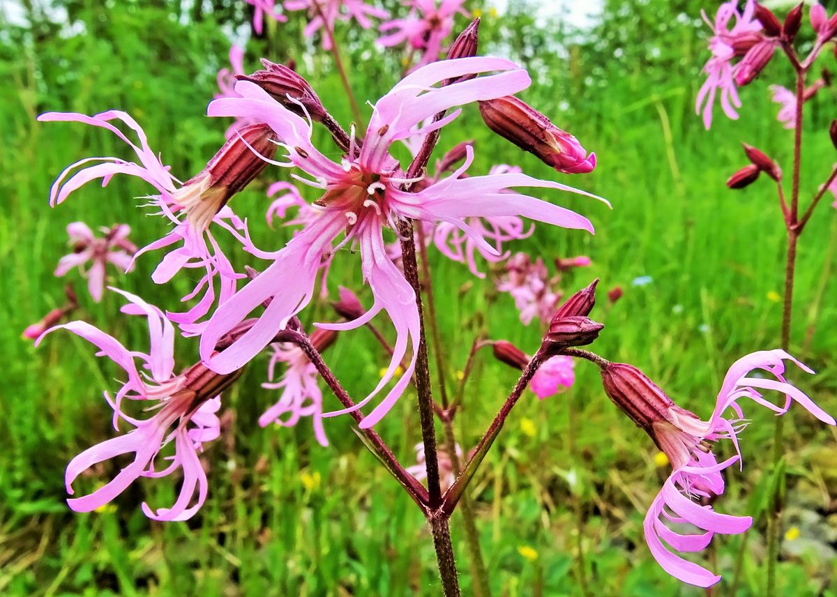 fleurs sauvages en macro