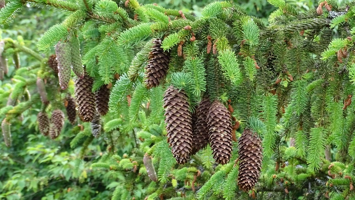 zoom pinecone