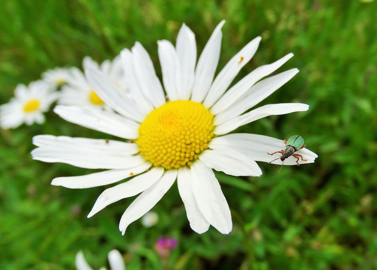 close up insecte sur marguerite