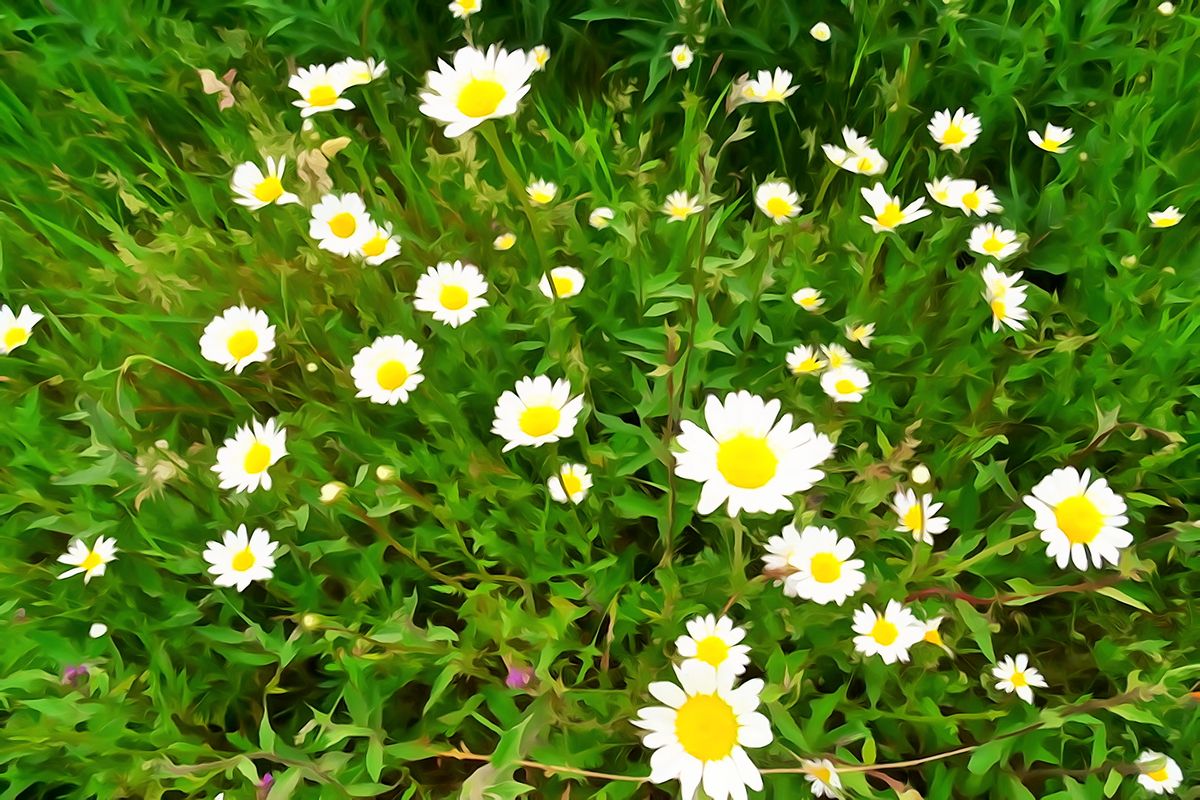 marguerites en aquarelle