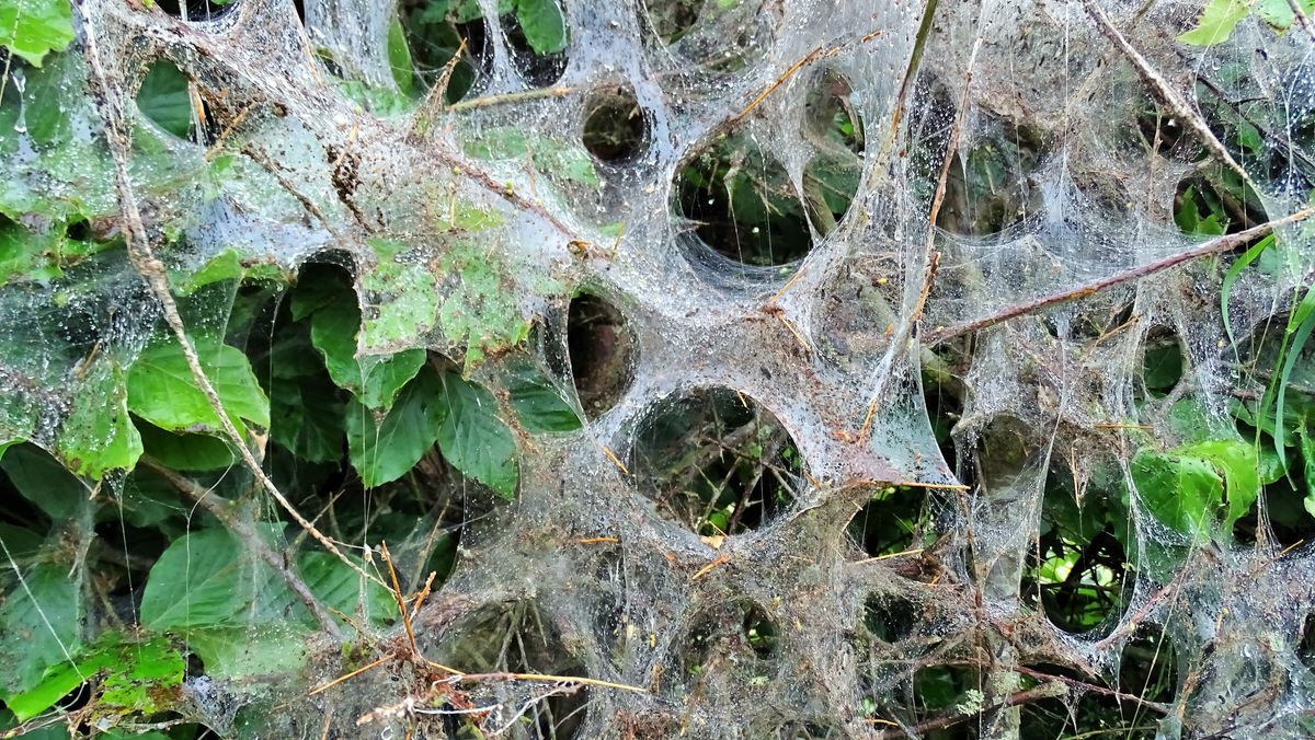 cobweb in the rain