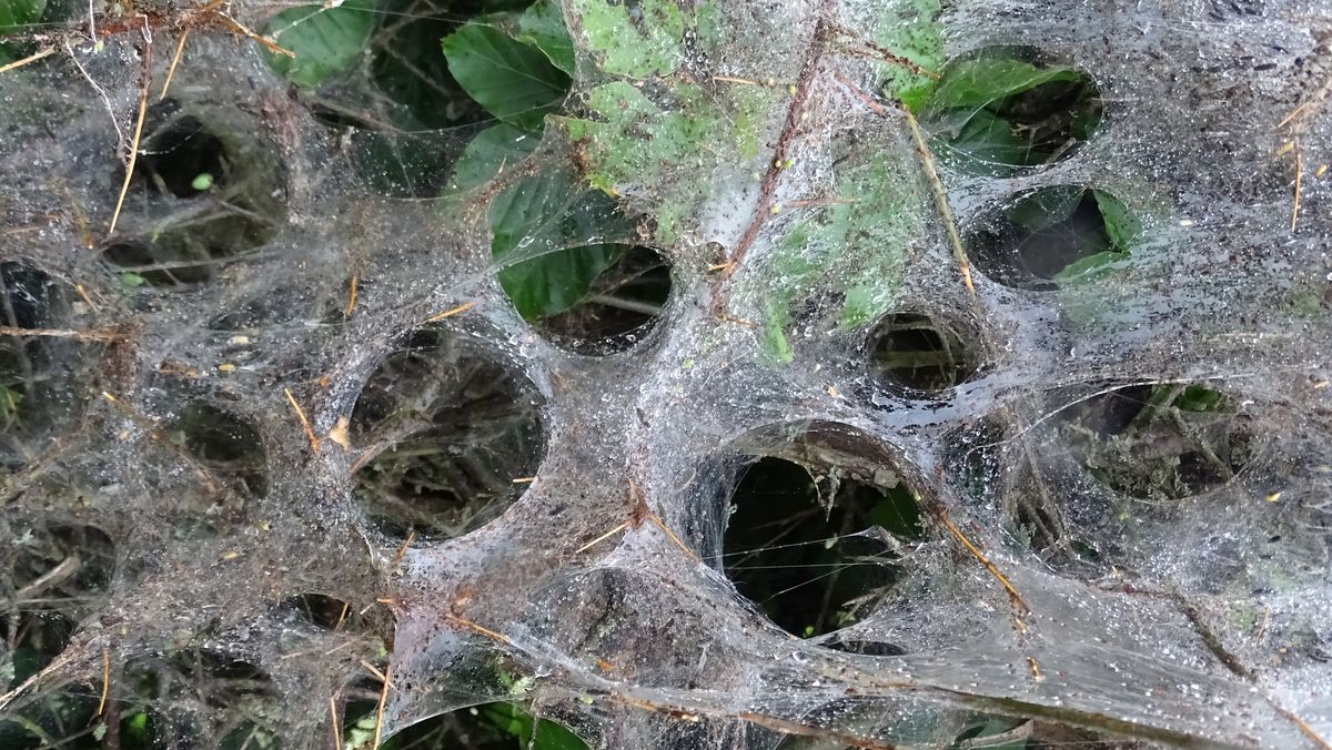 toile d'araignée sous la pluie